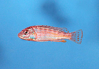 Labidochromis flavigulis, Chisumulu pearl: aquarium