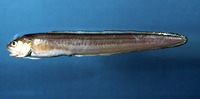 Ophidion marginatum, Striped cusk-eel:
