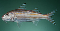 Upeneus taeniopterus, Finstripe goatfish: fisheries