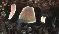 Amphiprion latezonatus, Wide-band Anemonefish: aquarium