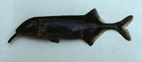 Gnathonemus longibarbis, Longnose stonebasher: