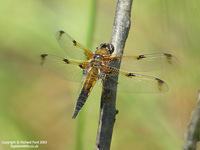 Libellula quadrimaculata - Four-spotted Chaser