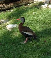 Image of: Dendrocygna autumnalis (black-bellied whistling-duck)
