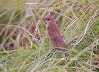 Broad-tailed Grassbird - Schoenicola platyura