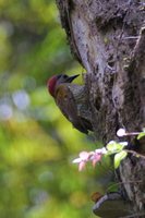 Golden-olive Woodpecker - Piculus rubiginosus