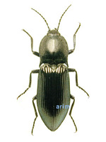 청동방아벌레 - Selatosomus puncticollis