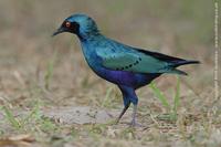 Bronze-tailed Glossy Starling, Lamprotornis chalcurus