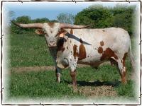 BL Fantom Chex, Texas Longhorn Bull