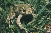 : Pelodytes punctatus; Parsley Frog