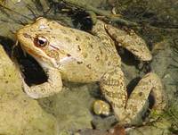 : Rana aurora; Red-legged Frog