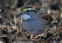 : Zonotrichia albicollis; White-throated Sparrow