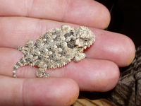 : Phrynosoma blainvillii; Coast Horned Lizard