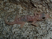 : Phyllodactylus xanti; Leaf-toed Gecko