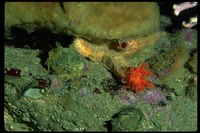 : Cucumaria miniata; Sea Cucumber