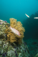 : Muricea californica; California Seafan;