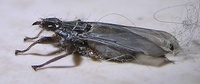 Pseudolynchia canariensis
