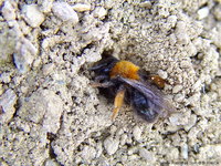 Andrena clarkella - Clark's Mining Bee