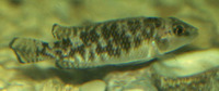 Lamprologus callipterus, : aquarium