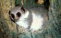 Cheirogaleus medius - Fat-tailed Dwarf Lemur