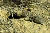 Image of: Gopherus agassizii (desert tortoise)