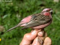 Pink-rumped Rosefinch - Carpodacus eos