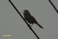 Manchurian Bush-Warbler - Cettia canturians
