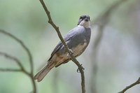 Common Diuca-Finch - Diuca diuca