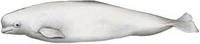 흰고래 ( Delphinaterus leucas)