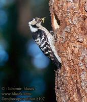 ...Dendrocopos minor 8107 UK: Lesser Spotted Woodpecker DE: Kleinspecht FR: Pic Ă©peichette ES: Pic