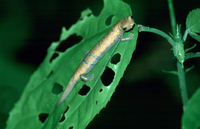: Bolitoglossa lignicolor; Bark-colored Salamander