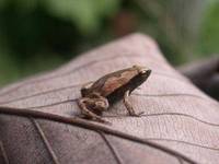 : Hamptophryne boliviana; Amazon Sheep Frog
