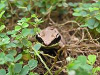 : Rana kreffti; San Cristoval Frog