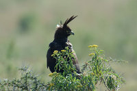 : Lophaetus occipitalis; Long Crested Eagle