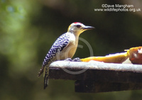: Melanerpes hoffmanii; Hoffman's Woodpecker