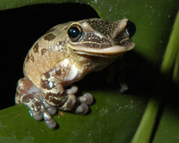 : Triprion petasatus; Casque-headed Tree Frog