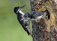 : Picoides arcticus; Black-backed Woodpecker