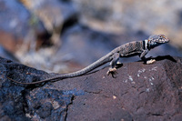 : Crotaphytus insularis; Desert Collared Lizard