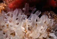 : Leucosolenia eleanor; Calcareous Sponge