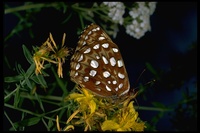 : Speyeria zerene bremneri; Bremner's silverspot butterfly