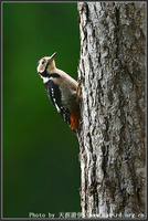 Picoides major Great Spotted Woodpecker 大斑啄木鳥 013-031