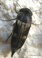 Tomoxia bucephala