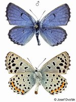 Pseudophilotes baton - Baton Blue