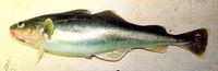 Eleginus gracilis, Saffron cod: fisheries