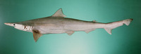 Scoliodon laticaudus, Spadenose shark: fisheries, bait