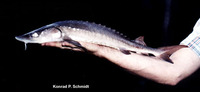 Acipenser fulvescens, Lake sturgeon: fisheries, aquaculture, gamefish, aquarium