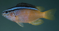 Chrysiptera caeruleolineata, Blueline demoiselle: aquarium