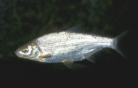 Vimba vimba, Vimba: fisheries, aquaculture, gamefish