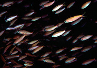 Luzonichthys waitei, Waite's splitfin: aquarium