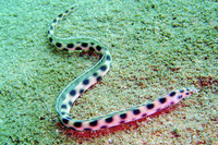 Myrichthys tigrinus, Spotted snake-eel: