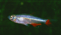 Aphyocharax anisitsi, Bloodfin tetra: aquarium